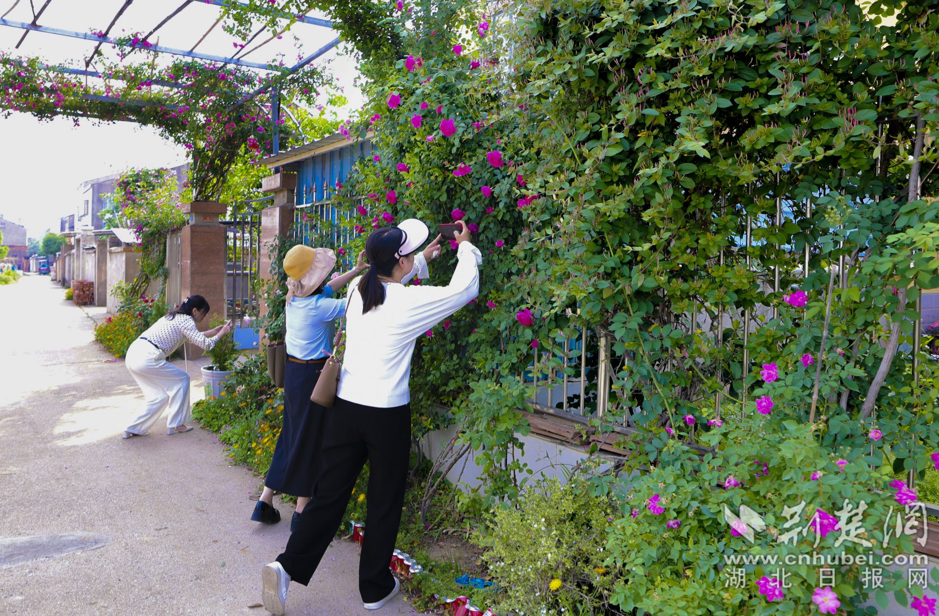 云夢縣城關(guān)鎮(zhèn)肖李社區(qū)二里灣村民家的庭院吸引了不少城里的游客前來拍照打卡。.jpg.jpg