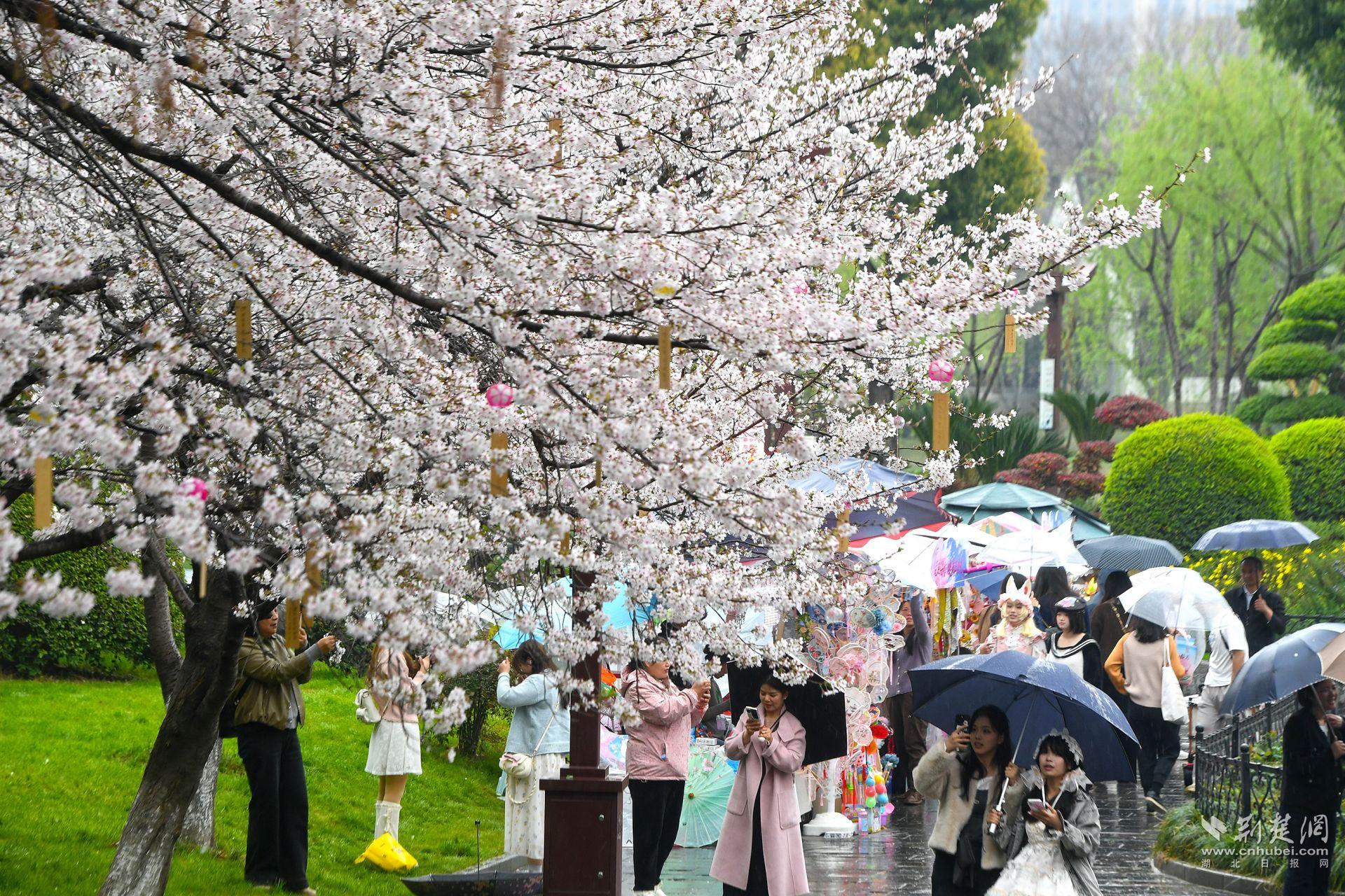 市民在堤角公園雨中賞櫻，1300余株櫻花按花期分為早、中、晚三期，紅粉白綠四色交織，花期可持續(xù)至四月上旬，游客總能找到心頭好.j
