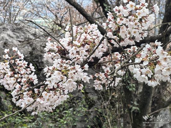 花樣經(jīng)濟 咸安.jpg.jpg