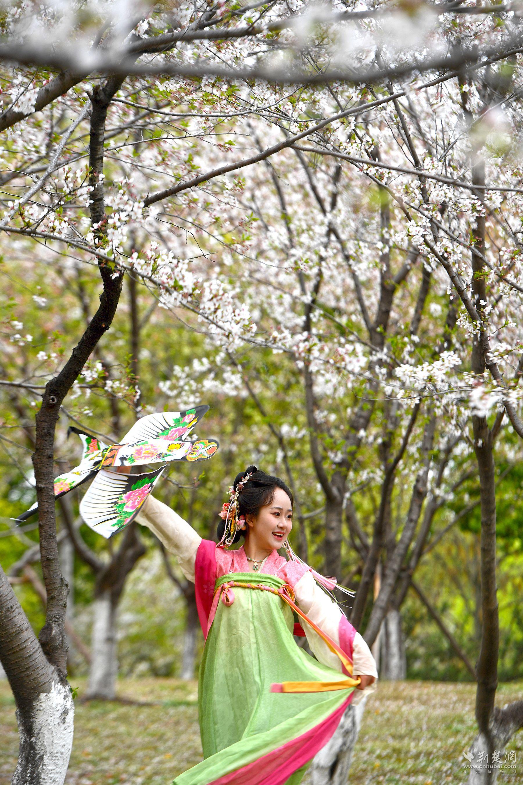 堤角公園園內(nèi)不少身著漢服、帶齊拍攝裝備的博主前來(lái)打卡拍照，將賞花美圖發(fā)布在社交平臺(tái)上，帶火“賞櫻”熱度-2.jpg.jpg