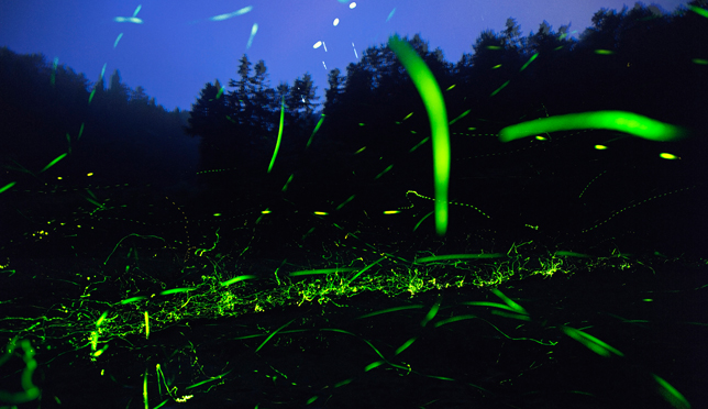 通山螢火蟲(chóng)